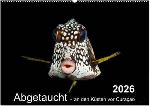 Buchcover Abgetaucht - an den Küsten vor Curaçao (Wandkalender 2026 DIN A2 quer), CALVENDO Monatskalender | naturepics - Yvonne & Tilo Kühnast | EAN 9783516029826 | ISBN 3-516-02982-X | ISBN 978-3-516-02982-6