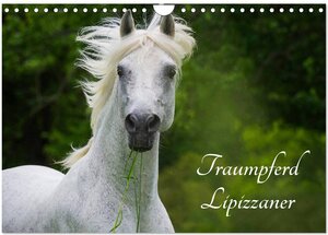 Buchcover Traumpferd Lipizzaner (Wandkalender 2026 DIN A4 quer), CALVENDO Monatskalender | Sigrid Starick | EAN 9783516031218 | ISBN 3-516-03121-2 | ISBN 978-3-516-03121-8