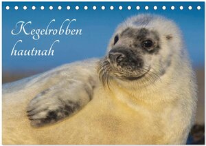 Buchcover Kegelrobben hautnah (Tischkalender 2026 DIN A5 quer), CALVENDO Monatskalender | Sigrid Starick | EAN 9783516032888 | ISBN 3-516-03288-X | ISBN 978-3-516-03288-8