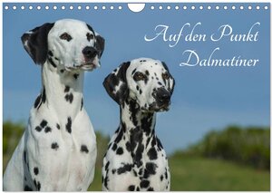 Buchcover Auf den Punkt - Dalmatiner (Wandkalender 2026 DIN A4 quer), CALVENDO Monatskalender | Sigrid Starick | EAN 9783516033359 | ISBN 3-516-03335-5 | ISBN 978-3-516-03335-9