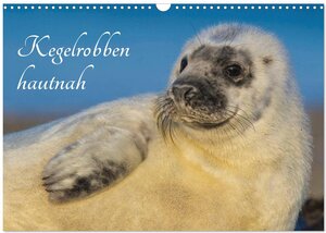 Buchcover Kegelrobben hautnah (Wandkalender 2026 DIN A3 quer), CALVENDO Monatskalender | Sigrid Starick | EAN 9783516033595 | ISBN 3-516-03359-2 | ISBN 978-3-516-03359-5