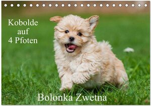 Buchcover Kobolde auf 4 Pfoten - Bolonka Zwetna (Tischkalender 2026 DIN A5 quer), CALVENDO Monatskalender | Sigrid Starick | EAN 9783516033700 | ISBN 3-516-03370-3 | ISBN 978-3-516-03370-0