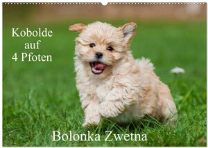 Buchcover Kobolde auf 4 Pfoten - Bolonka Zwetna (Wandkalender 2026 DIN A2 quer), CALVENDO Monatskalender | Sigrid Starick | EAN 9783516034318 | ISBN 3-516-03431-9 | ISBN 978-3-516-03431-8
