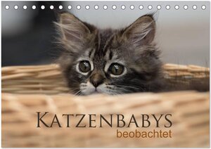 Buchcover Katzenbabys beobachtet (Tischkalender 2026 DIN A5 quer), CALVENDO Monatskalender | Christiane Calmbacher | EAN 9783516038576 | ISBN 3-516-03857-8 | ISBN 978-3-516-03857-6