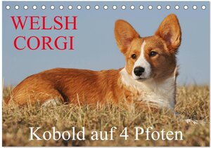 Buchcover Welsh Corgi - Kobold auf 4 Pfoten (Tischkalender 2026 DIN A5 quer), CALVENDO Monatskalender | Sigrid Starick | EAN 9783516102710 | ISBN 3-516-10271-3 | ISBN 978-3-516-10271-0