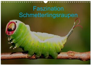 Buchcover Faszination Schmetterlingsraupen (Wandkalender 2026 DIN A3 quer), CALVENDO Monatskalender | Winfried Erlwein | EAN 9783516142433 | ISBN 3-516-14243-X | ISBN 978-3-516-14243-3