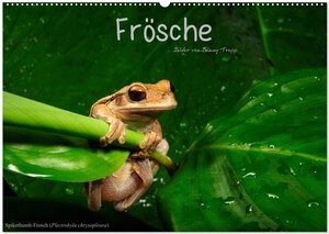 Buchcover Frösche (Wandkalender 2026 DIN A2 quer), CALVENDO Monatskalender | Benny Trapp | EAN 9783516170894 | ISBN 3-516-17089-1 | ISBN 978-3-516-17089-4