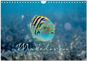Buchcover Unterwasserwelt der Malediven II (Wandkalender 2026 DIN A4 quer), CALVENDO Monatskalender | CLAVE RODRIGUEZ Photography | EAN 9783516199215 | ISBN 3-516-19921-0 | ISBN 978-3-516-19921-5