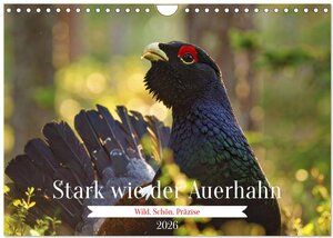Buchcover Stark wie der Auerhahn (Wandkalender 2026 DIN A4 quer), CALVENDO Monatskalender | Torsten Irmer | EAN 9783516653298 | ISBN 3-516-65329-9 | ISBN 978-3-516-65329-8