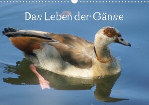 Buchcover Das Leben der Gänse (Wandkalender 2013 DIN A3 quer) | k.A. kattobello | EAN 9783660078855 | ISBN 3-660-07885-9 | ISBN 978-3-660-07885-5