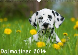 Buchcover Dalmatiner 2014 (Wandkalender 2014 DIN A3 quer) | Judith Dzierzawa | EAN 9783660229363 | ISBN 3-660-22936-9 | ISBN 978-3-660-22936-3
