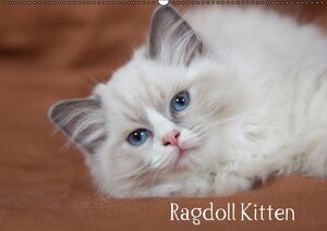 Buchcover Ragdoll Kitten (Wandkalender 2014 DIN A2 quer) | Fotodesign Verena Scholze | EAN 9783660440331 | ISBN 3-660-44033-7 | ISBN 978-3-660-44033-1