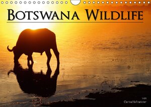 Buchcover Botswana Wildlife (Wandkalender 2014 DIN A4 quer) | Carina Hofmeister | EAN 9783660504347 | ISBN 3-660-50434-3 | ISBN 978-3-660-50434-7