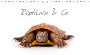 Buchcover Reptilien & Co. (Wandkalender 2015 DIN A4 quer) | Hans-Peter Möhlig | EAN 9783660638264 | ISBN 3-660-63826-9 | ISBN 978-3-660-63826-4
