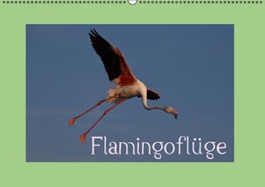 Buchcover FlamingoflügeCH-Version  (Wandkalender 2016 DIN A2 quer) | k.A. Photo-Pirsch | EAN 9783664507795 | ISBN 3-664-50779-7 | ISBN 978-3-664-50779-5