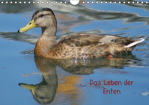Buchcover Das Leben der Enten (Wandkalender 2017 DIN A4 quer) | k.A. Kattobello | EAN 9783664870165 | ISBN 3-664-87016-6 | ISBN 978-3-664-87016-5