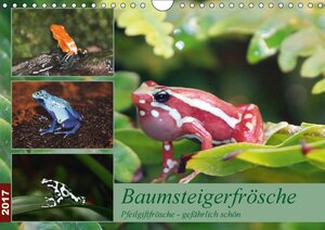Buchcover Baumsteigerfrösche. Pfeilgiftfrösche - gefährlich schön (Wandkalender 2017 DIN A4 quer) | B. Mielewczyk | EAN 9783664975778 | ISBN 3-664-97577-4 | ISBN 978-3-664-97577-8