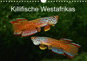 Buchcover Killifische Westafrikas (Wandkalender 2017 DIN A4 quer) | Rudolf Pohlmann | EAN 9783665341398 | ISBN 3-665-34139-6 | ISBN 978-3-665-34139-8