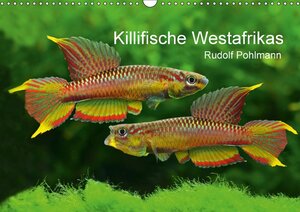 Buchcover Killifische Westafrikas (Wandkalender 2017 DIN A3 quer) | Rudolf Pohlmann | EAN 9783665341404 | ISBN 3-665-34140-X | ISBN 978-3-665-34140-4