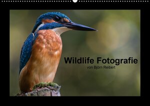 Buchcover Wildlife Fotografie (Wandkalender 2017 DIN A2 quer) | Björn Reibert | EAN 9783665402488 | ISBN 3-665-40248-4 | ISBN 978-3-665-40248-8
