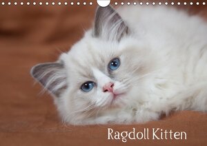 Buchcover Ragdoll Kitten (Wandkalender 2018 DIN A4 quer) | Fotodesign Verena Scholze | EAN 9783665734398 | ISBN 3-665-73439-8 | ISBN 978-3-665-73439-8