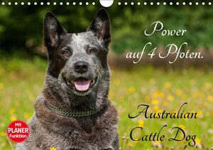 Buchcover Power auf 4 Pfoten. Australian Cattle Dog (Wandkalender 2018 DIN A4 quer) | Sigrid Starick | EAN 9783669098410 | ISBN 3-669-09841-0 | ISBN 978-3-669-09841-0