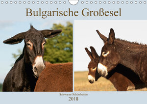 Buchcover Bulgarische Großesel - Schwarze Schönheiten (Wandkalender 2018 DIN A4 quer) | Meike Bölts | EAN 9783669404006 | ISBN 3-669-40400-7 | ISBN 978-3-669-40400-6