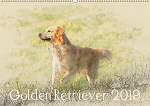 Buchcover Golden Retriever 2019 (Wandkalender 2019 DIN A2 quer) | Andrea Redecker | EAN 9783669658928 | ISBN 3-669-65892-0 | ISBN 978-3-669-65892-8