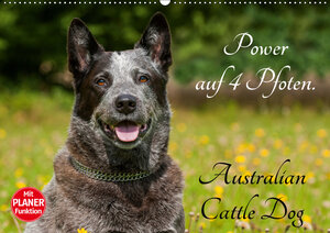 Buchcover Power auf 4 Pfoten. Australian Cattle Dog (Wandkalender 2019 DIN A2 quer) | Sigrid Starick | EAN 9783669889827 | ISBN 3-669-88982-5 | ISBN 978-3-669-88982-7
