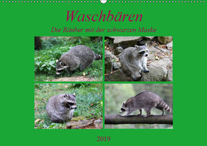 Buchcover Waschbären - Die Räuber mit der schwarzen Maske (Wandkalender 2019 DIN A2 quer) | Arno Klatt | EAN 9783670062615 | ISBN 3-670-06261-0 | ISBN 978-3-670-06261-5