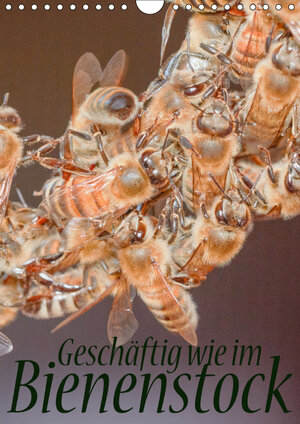 Buchcover Geschäftig wie im Bienenstock (Wandkalender 2019 DIN A4 hoch) | Mark Bangert | EAN 9783670157304 | ISBN 3-670-15730-1 | ISBN 978-3-670-15730-4