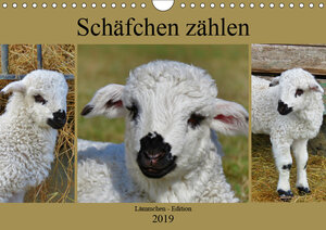 Buchcover Schäfchen zählen - Lämmchen-Edition (Wandkalender 2019 DIN A4 quer) | Sabine Löwer | EAN 9783670168034 | ISBN 3-670-16803-6 | ISBN 978-3-670-16803-4