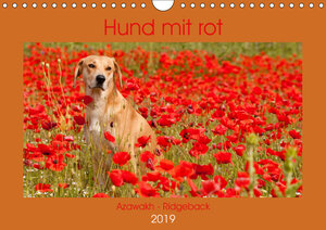 Buchcover Hund mit rot - Azawakh - Ridgeback (Wandkalender 2019 DIN A4 quer) | Meike Bölts | EAN 9783670299479 | ISBN 3-670-29947-5 | ISBN 978-3-670-29947-9