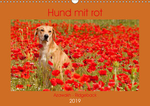 Buchcover Hund mit rot - Azawakh - Ridgeback (Wandkalender 2019 DIN A3 quer) | Meike Bölts | EAN 9783670299486 | ISBN 3-670-29948-3 | ISBN 978-3-670-29948-6