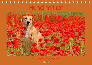 Buchcover Hund mit rot - Azawakh - Ridgeback (Tischkalender 2019 DIN A5 quer) | Meike Bölts | EAN 9783670299509 | ISBN 3-670-29950-5 | ISBN 978-3-670-29950-9
