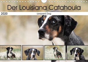 Buchcover Der Louisiana Catahoula Leopard Dog (Wandkalender 2020 DIN A4 quer) | SchnelleWelten | EAN 9783670319504 | ISBN 3-670-31950-6 | ISBN 978-3-670-31950-4