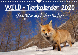 Buchcover WILD - Tierkalender 2020 (Wandkalender 2020 DIN A4 quer) | Marco Colombo | EAN 9783670417354 | ISBN 3-670-41735-4 | ISBN 978-3-670-41735-4