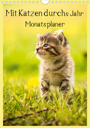 Buchcover Mit Katzen durchs Jahr / Planer (Wandkalender 2020 DIN A4 hoch) | Yvonne Obermüller Fotografie | EAN 9783670529637 | ISBN 3-670-52963-2 | ISBN 978-3-670-52963-7