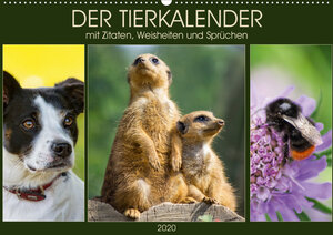 Buchcover Der Tierkalender mit Zitaten, Weisheiten und Sprüchen (Wandkalender 2020 DIN A2 quer) | Angela Dölling | EAN 9783670571896 | ISBN 3-670-57189-2 | ISBN 978-3-670-57189-6
