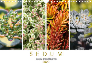 Buchcover Sedum Schönheiten im Garten (Wandkalender 2020 DIN A4 quer) | Martina Cross | EAN 9783670686910 | ISBN 3-670-68691-6 | ISBN 978-3-670-68691-0