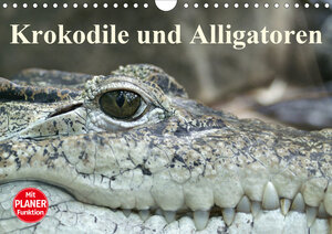 Buchcover Krokodile und Alligatoren (Wandkalender 2020 DIN A4 quer) | Elisabeth Stanzer | EAN 9783670765042 | ISBN 3-670-76504-2 | ISBN 978-3-670-76504-2