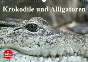 Buchcover Krokodile und Alligatoren (Wandkalender 2020 DIN A3 quer) | Elisabeth Stanzer | EAN 9783670765059 | ISBN 3-670-76505-0 | ISBN 978-3-670-76505-9