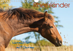 Buchcover Rheinländer - Warmblüter mit Charme (Wandkalender 2020 DIN A4 quer) | Meike Bölts | EAN 9783670782896 | ISBN 3-670-78289-3 | ISBN 978-3-670-78289-6