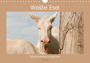 Buchcover Weiße Esel - Märchenhafte Langohren (Wandkalender 2020 DIN A4 quer) | Meike Bölts | EAN 9783671017812 | ISBN 3-671-01781-3 | ISBN 978-3-671-01781-2