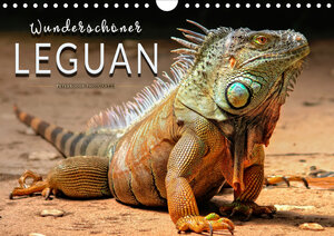 Buchcover Wunderschöner Leguan (Wandkalender 2020 DIN A4 quer) | Peter Roder | EAN 9783671032891 | ISBN 3-671-03289-8 | ISBN 978-3-671-03289-1