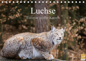Buchcover Luchse - Europas größte Katzen (Tischkalender 2021 DIN A5 quer) | Cloudtail | EAN 9783671775378 | ISBN 3-671-77537-8 | ISBN 978-3-671-77537-8