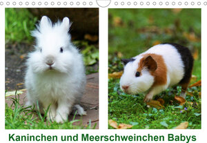 Buchcover Kaninchen und Meerschweinchen Babys (Wandkalender 2021 DIN A4 quer) | Kattobello | EAN 9783672070939 | ISBN 3-672-07093-9 | ISBN 978-3-672-07093-9