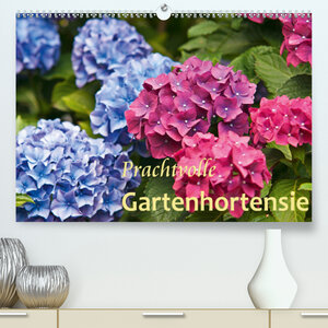 Buchcover Prachtvolle Gartenhortensie (Premium, hochwertiger DIN A2 Wandkalender 2021, Kunstdruck in Hochglanz) | Bernd Keller | EAN 9783672562045 | ISBN 3-672-56204-1 | ISBN 978-3-672-56204-5