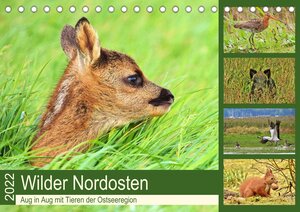 Buchcover Wilder Nordosten - Aug in Aug mit Tieren der Ostseeregion (Tischkalender 2022 DIN A5 quer) | René Schaack | EAN 9783672859923 | ISBN 3-672-85992-3 | ISBN 978-3-672-85992-3