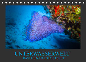 Buchcover Unterwasserwelt - Das Leben am Korallenriff (Tischkalender 2022 DIN A5 quer) | Dirk Meutzner | EAN 9783673059940 | ISBN 3-673-05994-7 | ISBN 978-3-673-05994-0